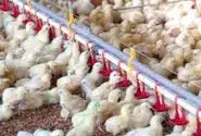 ثبت رکورد جدید در صنعت مرغداری استان کهگیلویه وبویراحمد