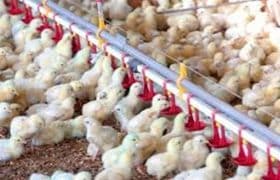 ثبت رکورد جدید در صنعت مرغداری استان کهگیلویه وبویراحمد