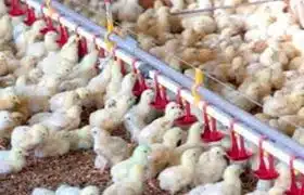 ثبت رکورد جدید در صنعت مرغداری استان کهگیلویه وبویراحمد