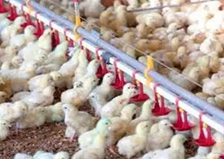 ثبت رکورد جدید در صنعت مرغداری استان کهگیلویه وبویراحمد